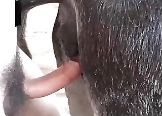 Banging a young horse