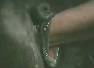 Stallion hard banged in my lovely doggy fashion pose